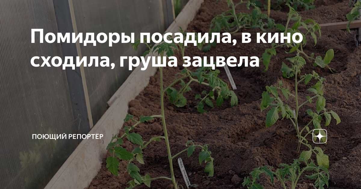 Рассада помидор хилая и бледная. Посадка помидор в ведрах. Когда сажать рассаду. Посадка помидор. Посадка томатов на гребне.