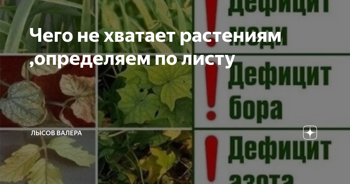 Чего не хватает растению по листьям. Определить по листьям чего не хватает растению. Что не хватает растению. Как понять чего не хватает растению по листу. Нехватка питания по листьям.