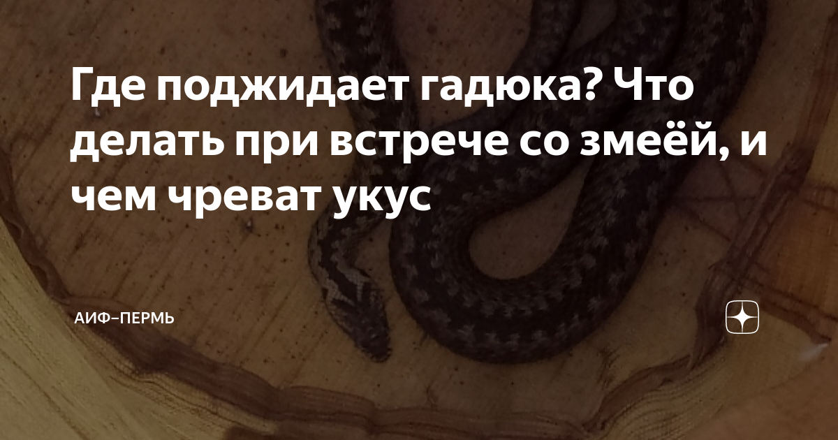 Гадюка во сне женщине. Опасные змеи. змееныш гадюки. гадюка ядовитая.