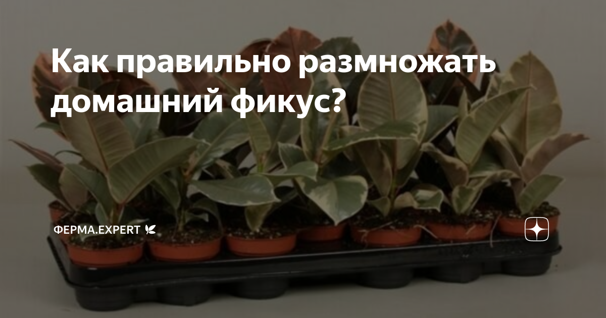 Уход за комнатным плющом (хедерой) в домашних условиях | Полезные статьи на блоге Беккер