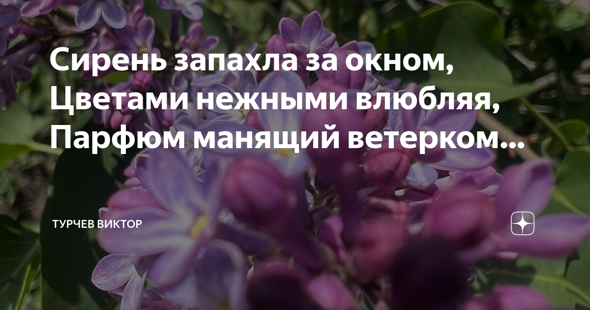 Бунин пахнет свежестью сирени. Цветы напоминающие сирень. Настроение цвета сирени. Запах сирени. Характеристика пахнет сиренью.