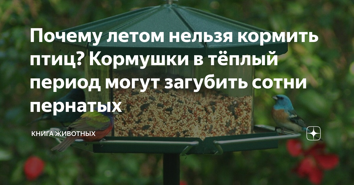 Почему летом нельзя кормить птиц? Кормушки в тёплый период могут ...