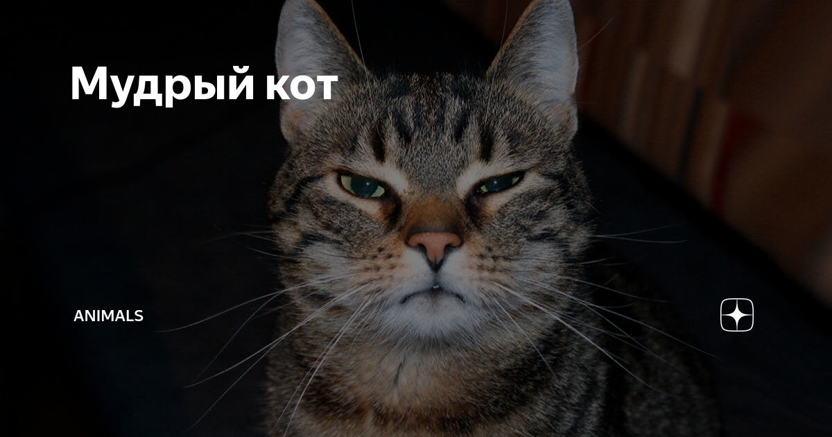 Коты с гантелями. Где можно гладить. Сможешь кот. Если в доме нет кота. Где+можнотгладить+кота.