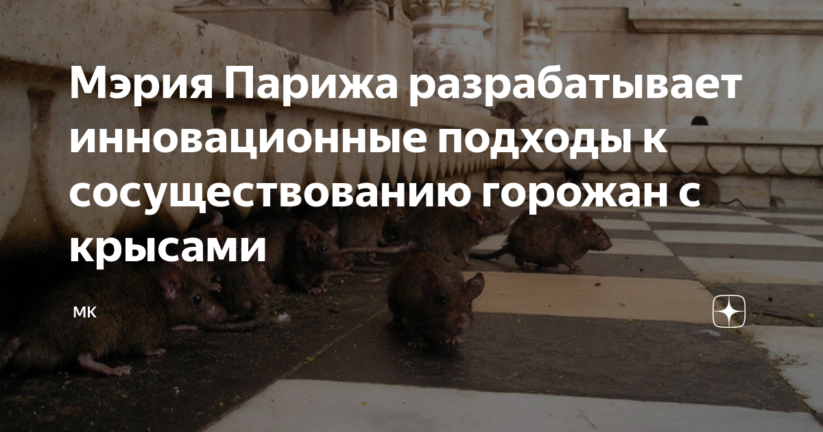 Крысы в париже