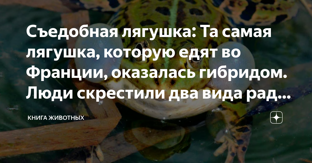 Съедобная лягушка: Та самая лягушка, которую едят во Франции, оказалась ...