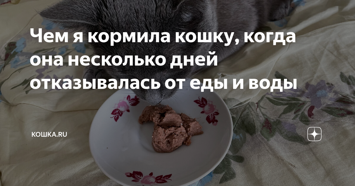 Кошачья еда. Корм для кошек отказывающихся от еды. Что ест кошка домашняя. Кот и еда. Кошка кушает.