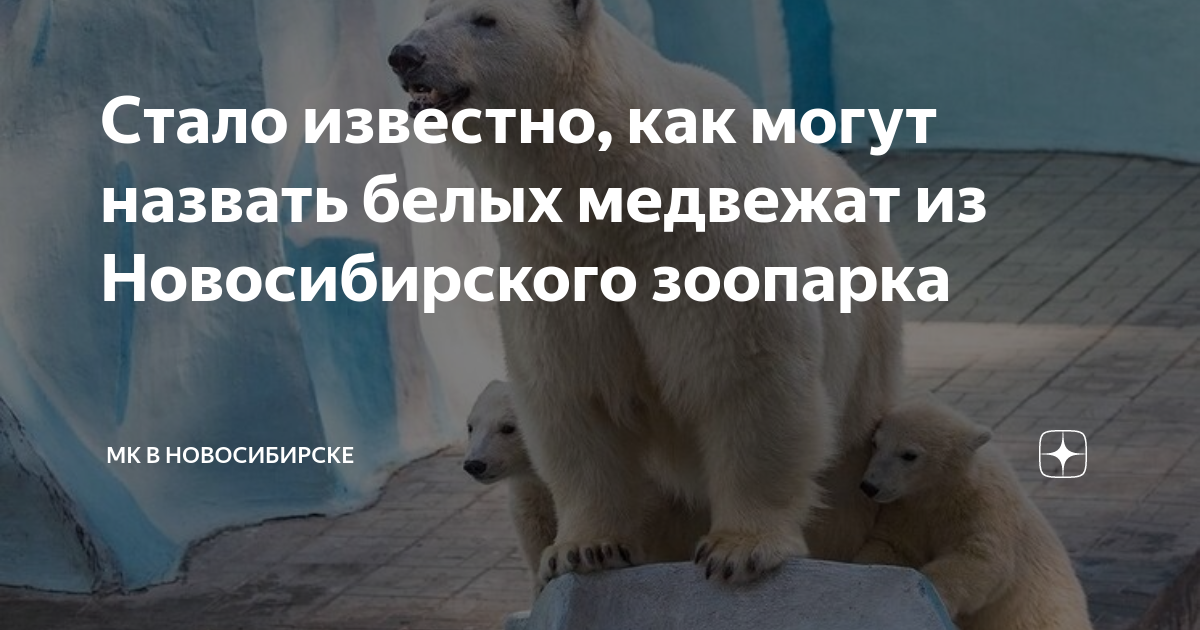 Конкурс рисунков зоопарк новосибирск