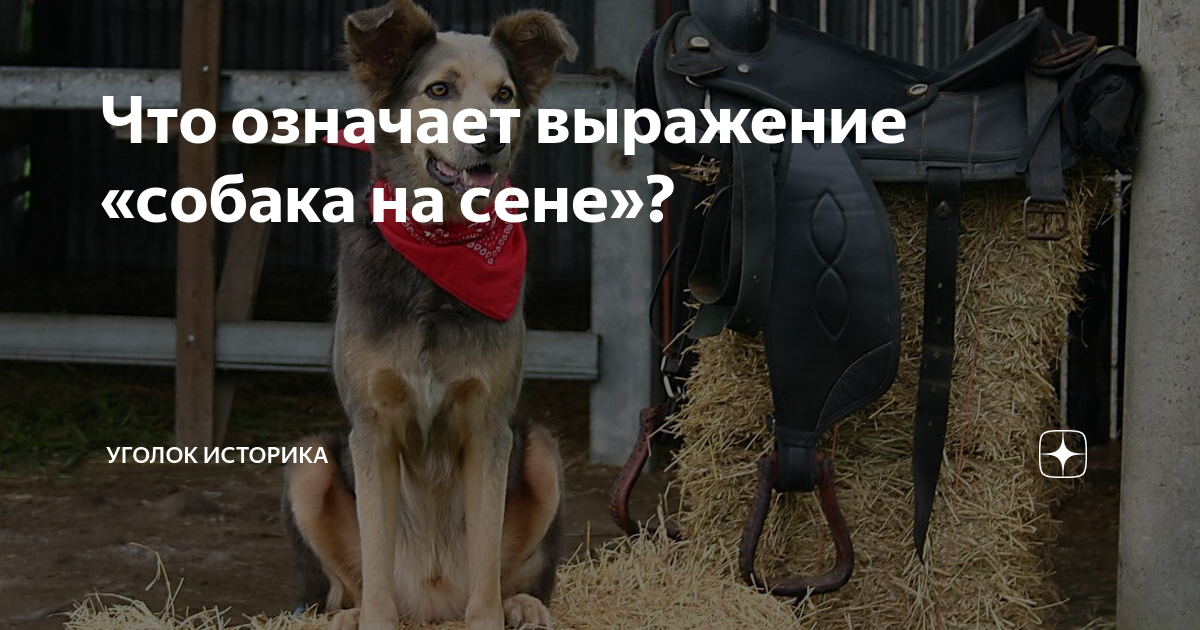 СОБАКА НА СЕНЕ | это Что такое СОБАКА НА СЕНЕ?