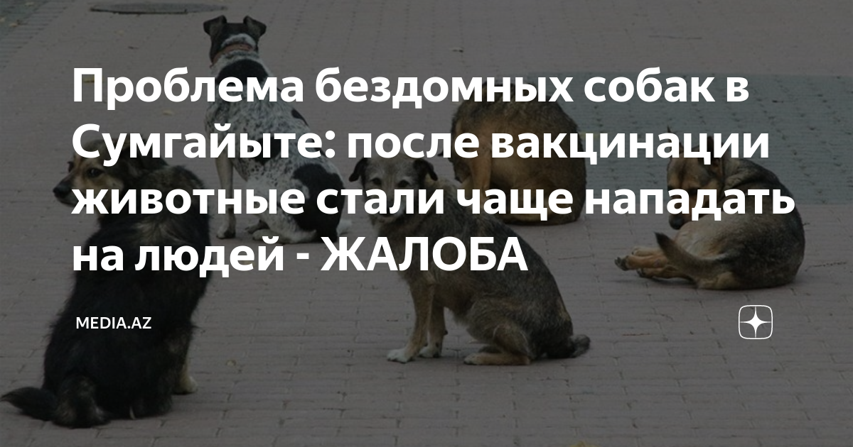 Проблема бездомных собак в Сумгайыте: после вакцинации животные стали ...