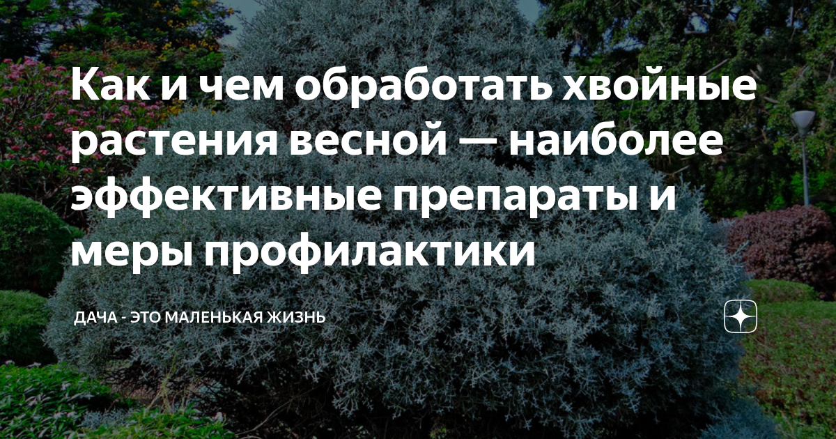 Чем обработать хвойные весной от болезней