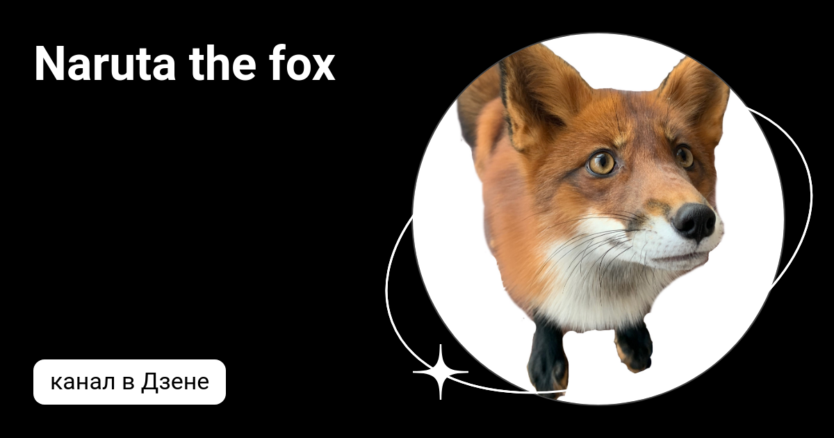 Лиса дзен канал. Северный лис дзен. Лисичка йога. Лиса дзен канал. Лиса дзен канал.
