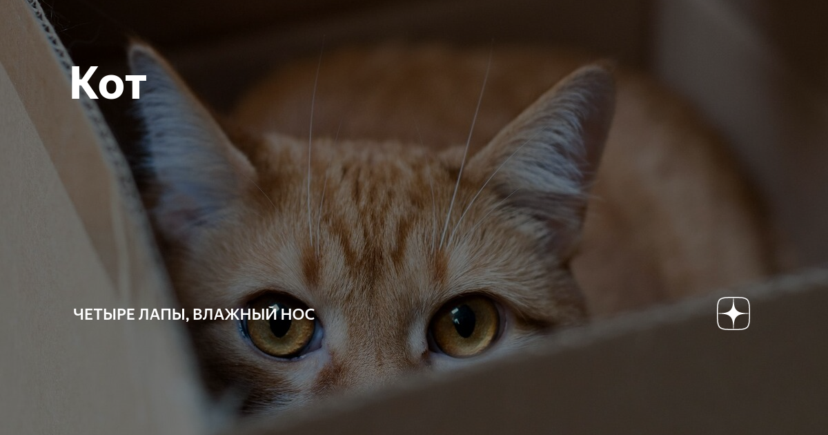 Ты бы и собаку. Четыре лапы влажный нос. Канал четыре лапы влажный нос. Игра четыре лапы. Канал четыре лапы влажный нос.