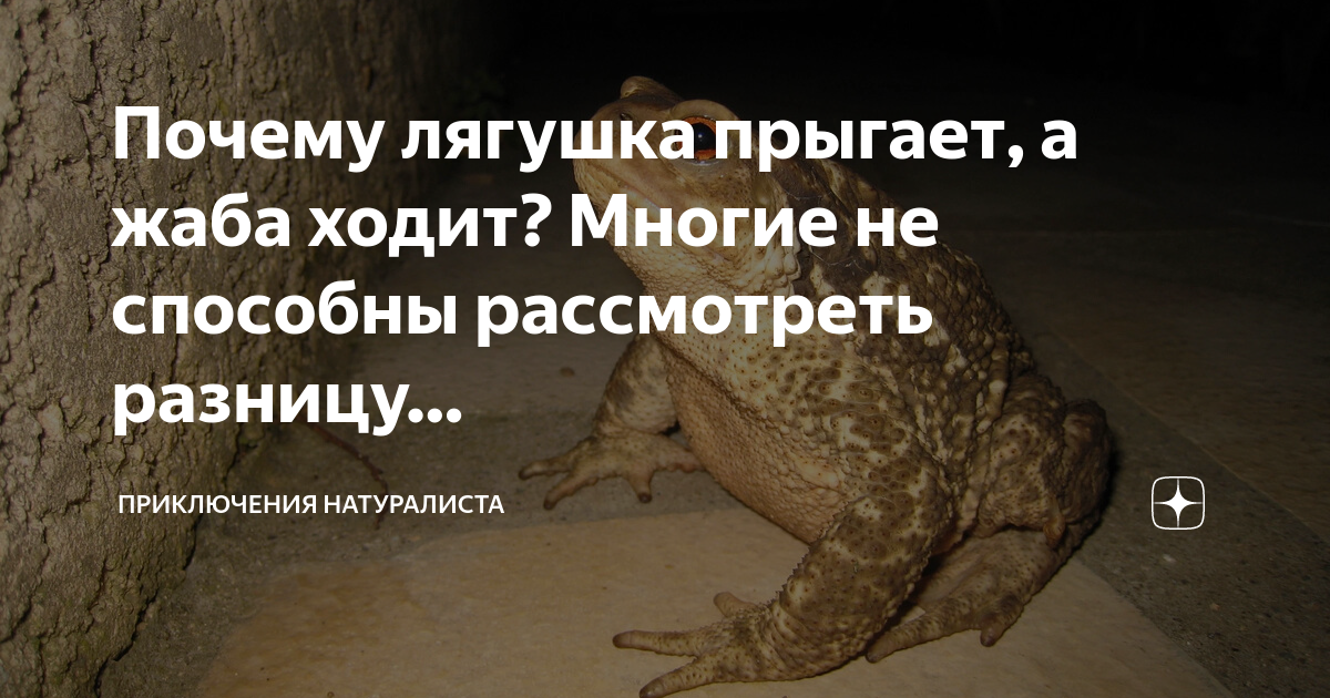 лягушка для презентации. почему лягушка прыгает а жаба только ходит. длина прыжка лягушки. почему лягушки прыгают. лягушка прыгает в длину.
