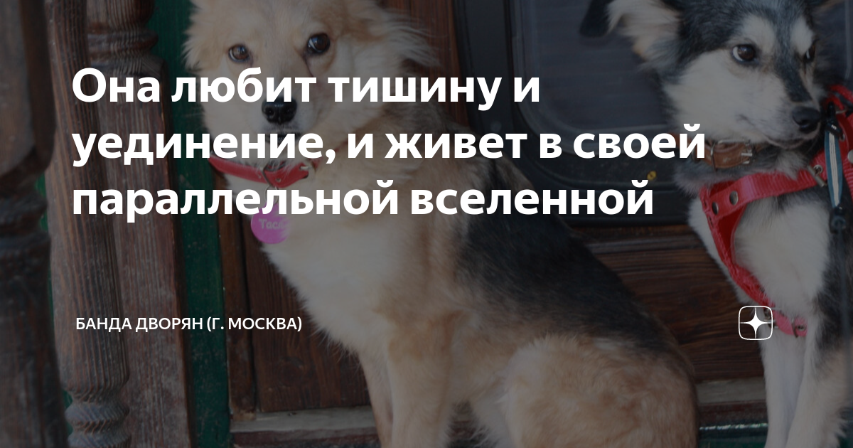 Она любит тишину и уединение, и живет в своей параллельной вселенной ...
