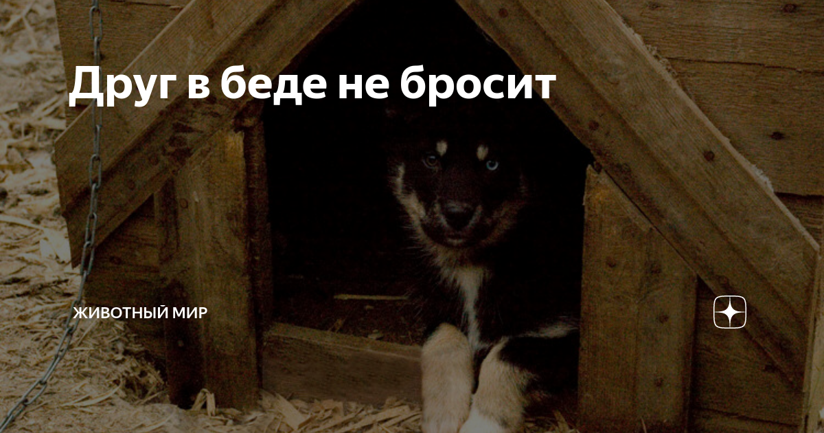 Друг в беде не бросит | Животный мир | Дзен
