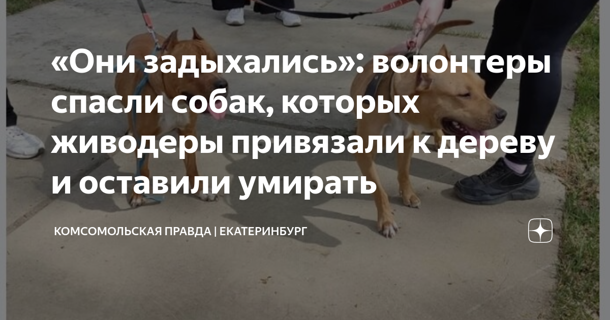 Собаку привязали к машине