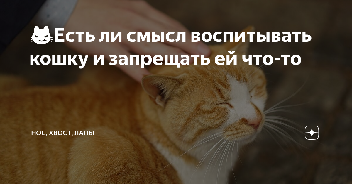 ??Есть ли смысл воспитывать кошку и запрещать ей что-то | Нос, хвост ...