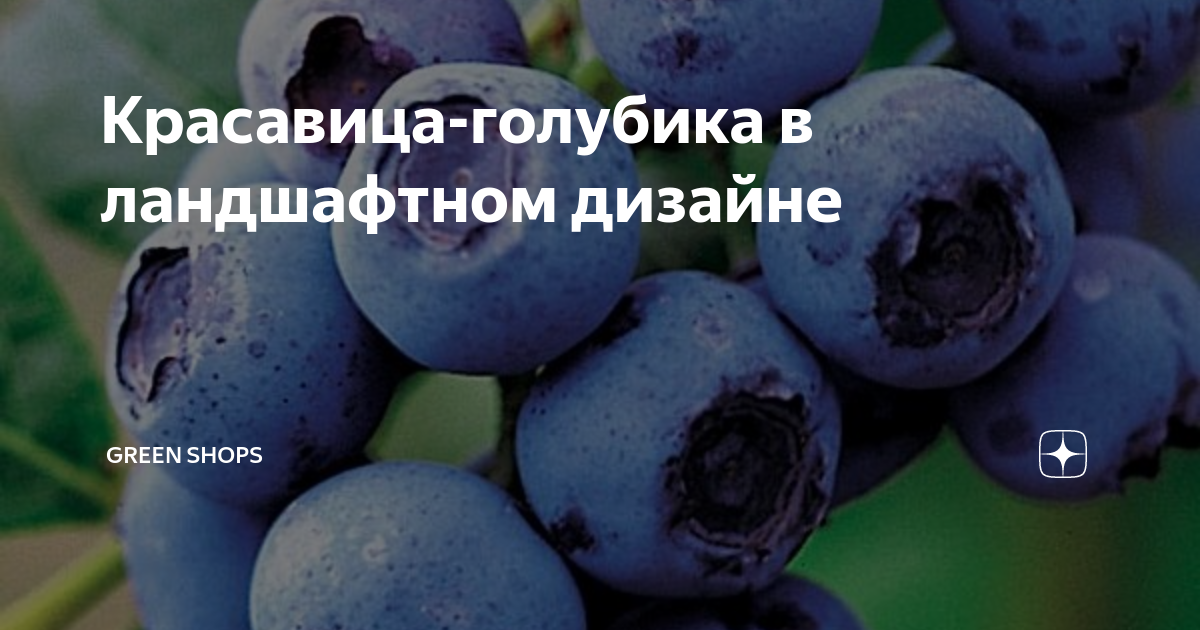 Красавица-голубика в ландшафтном дизайне | GREEN SHOPS | Дзен