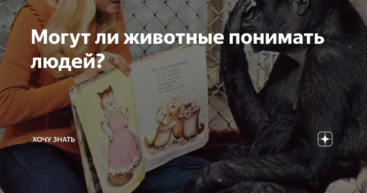Могут ли животные понимать людей? | Хочу Знать | Дзен
