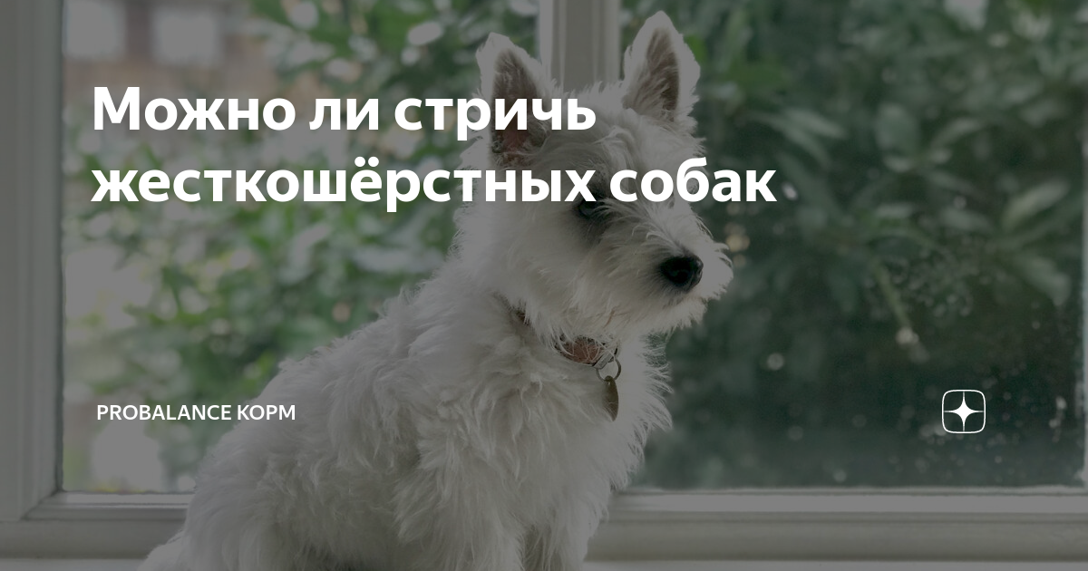 Можно ли стричь жесткошёрстных собак | Probalance корм | Дзен