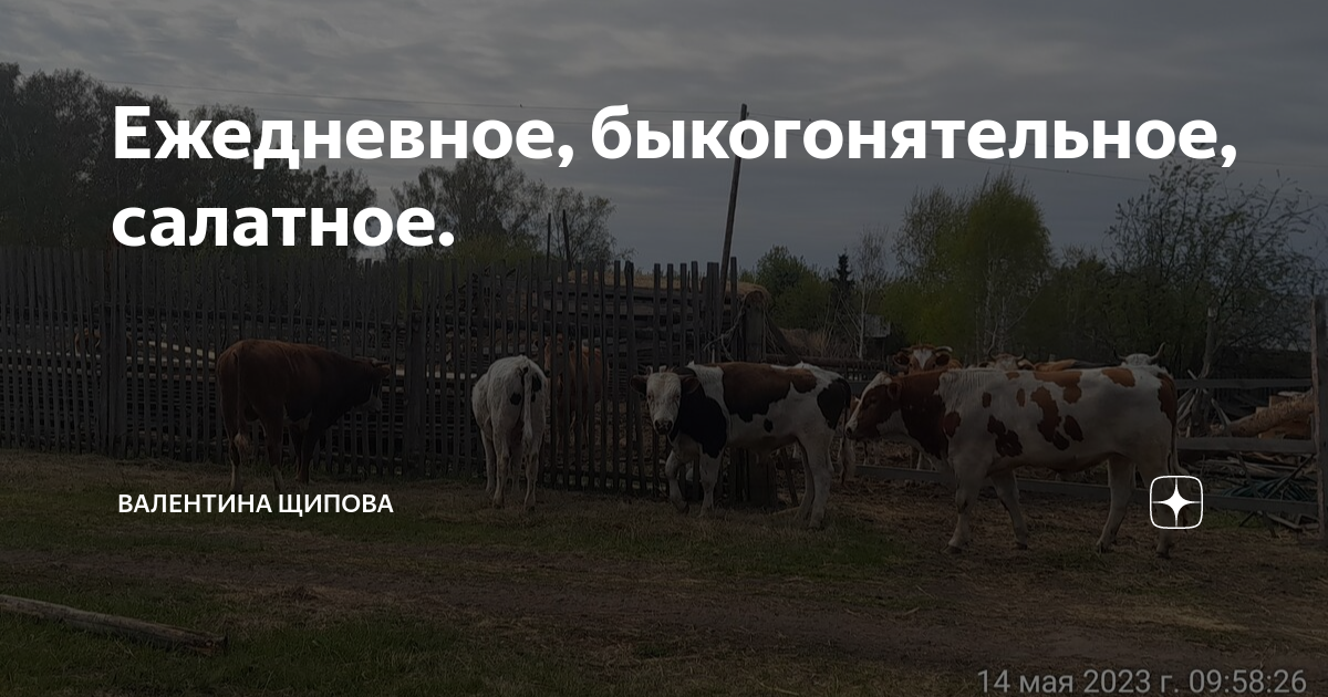 Ежедневное, быкогонятельное, салатное. | Валентина Щипова. Веселая ...