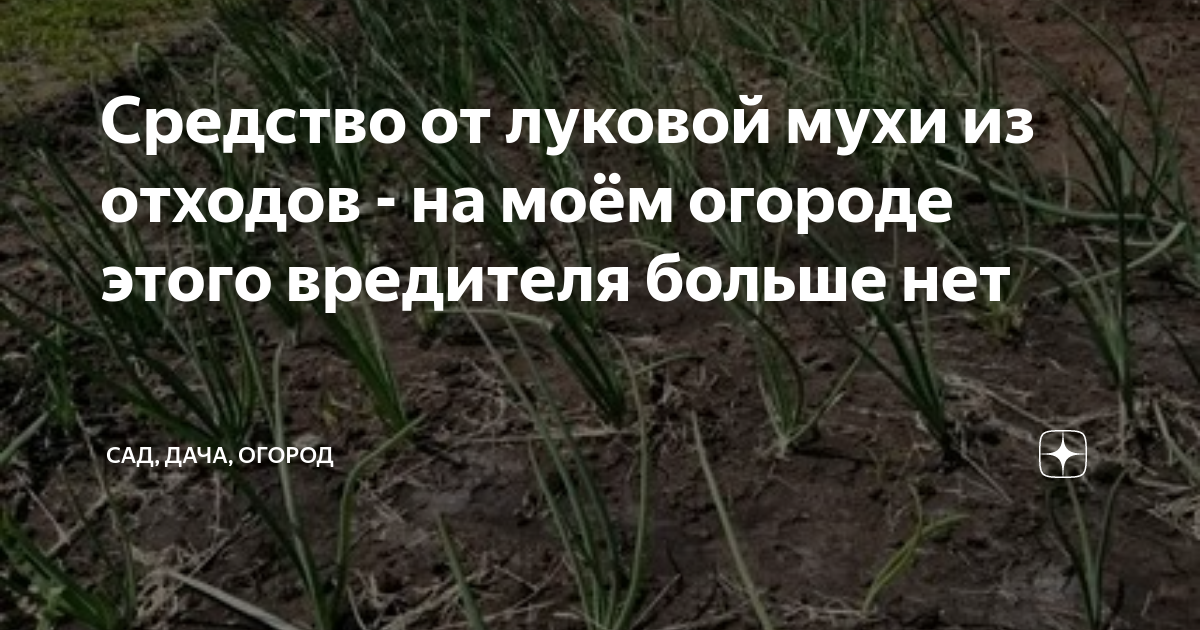 Средство от луковой мухи из отходов - на моём огороде этого вредителя ...