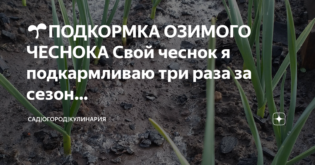 Какое удобрение для озимого чеснока. Подкормка озимого чеснока. Лук батун схема посадки. Озимый чеснок желтеет. У чеснока желтеют кончики листьев.