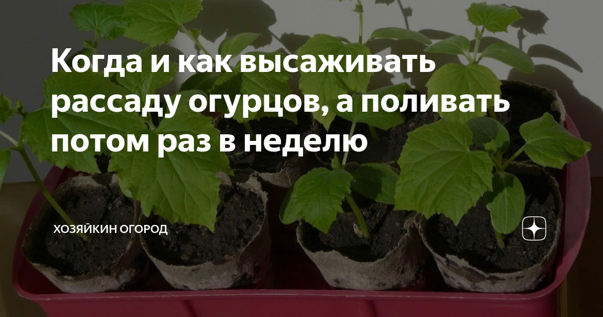 Когда и как высаживать рассаду огурцов, а поливать потом раз в неделю ...