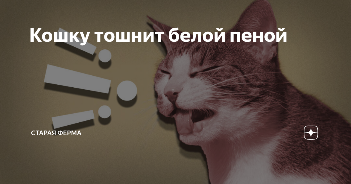 Почему блюешь белой пеной. Кошку тошнит. Кота тошнит белой пеной. Котёнок блюёт пеной белой. Кота рвёт белой пеной причины.