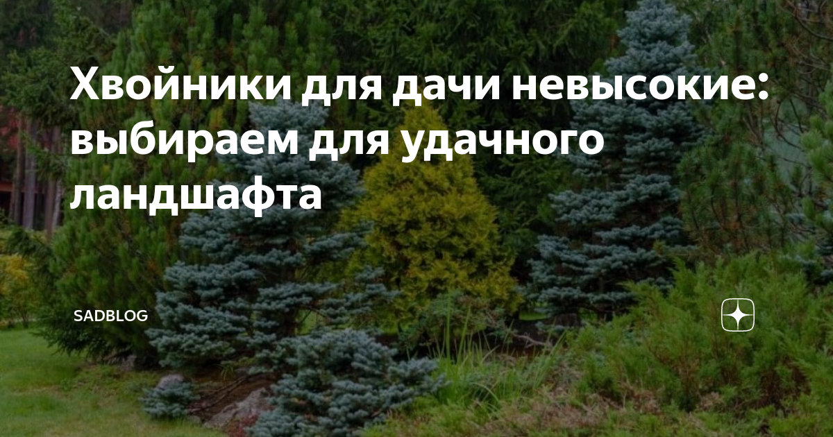 Хвойники для дачи невысокие: выбираем для удачного ландшафта | SadBlog ...