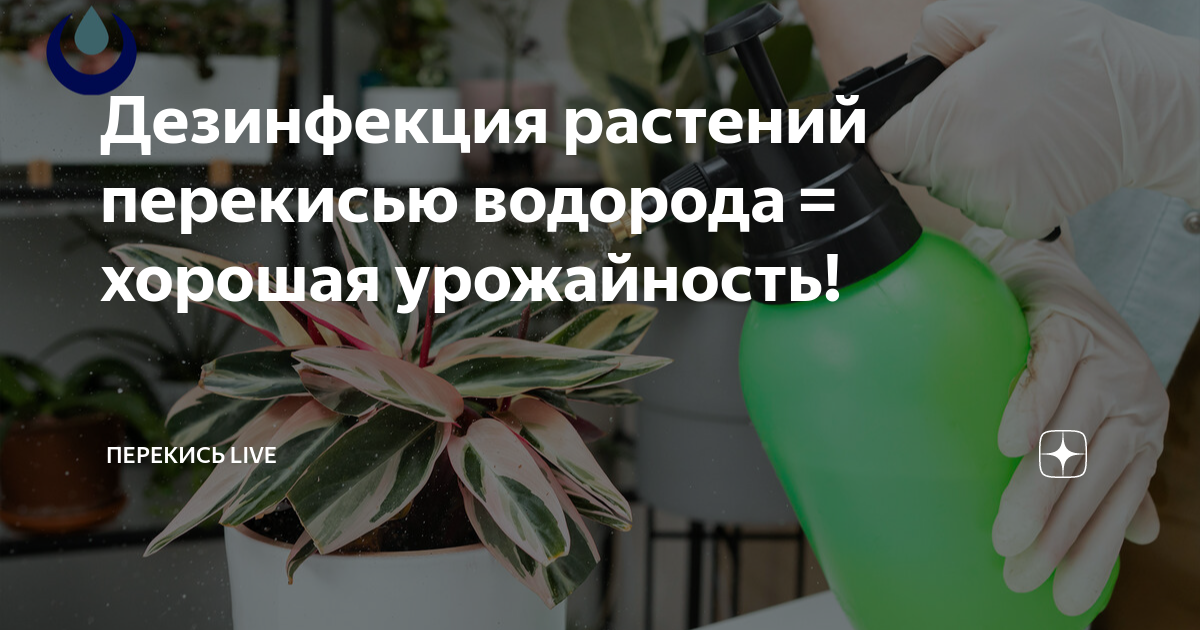 Обеззараживание перекисью. Полезные растения от вредителей. Перекись водорода это соль?. Женский цветок перекись водорода. Самый опасный цветы по химию