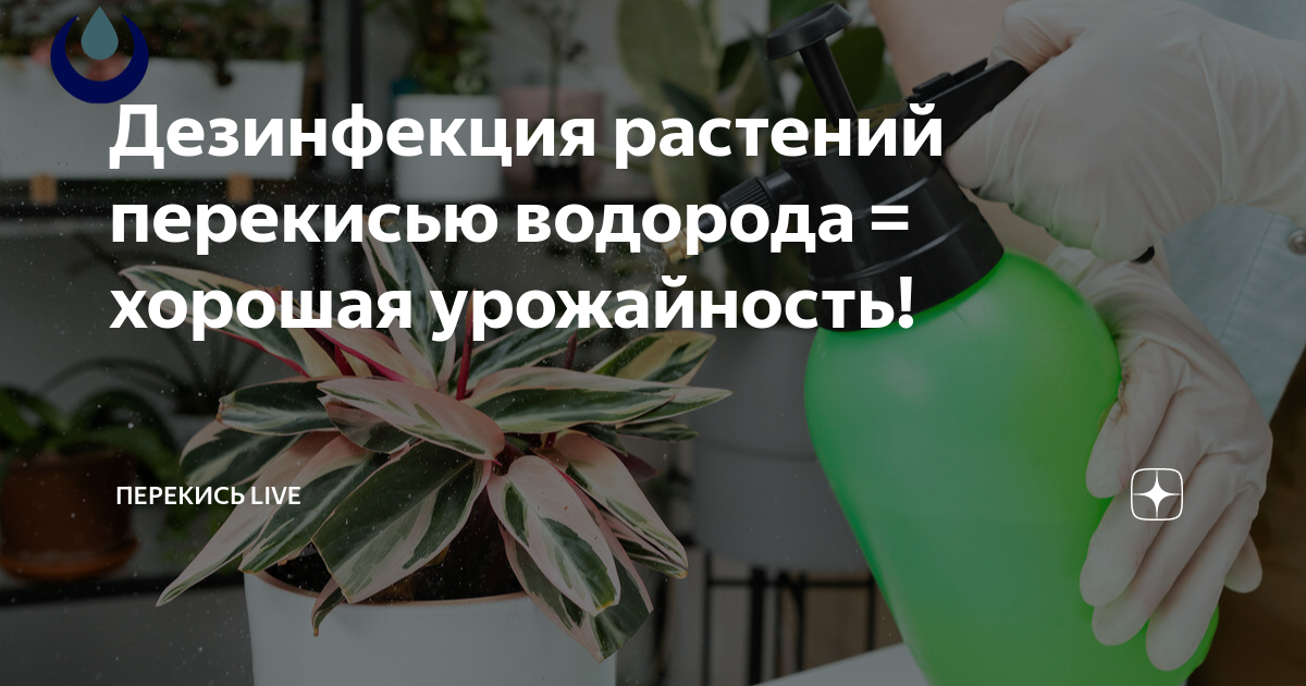 Полезные растения от вредителей. Перекись водорода это соль?. Женский цветок перекись водорода. Самый опасный цветы по химию.