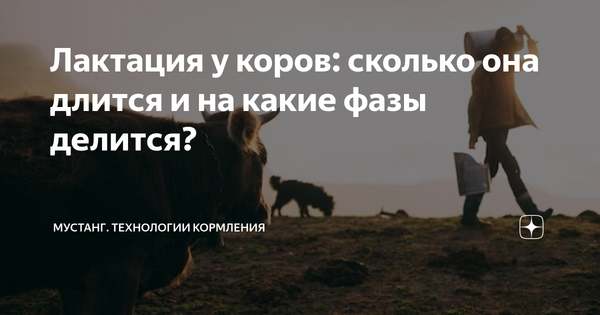 Лактация у коров: сколько она длится и на какие фазы делится? | Мустанг ...