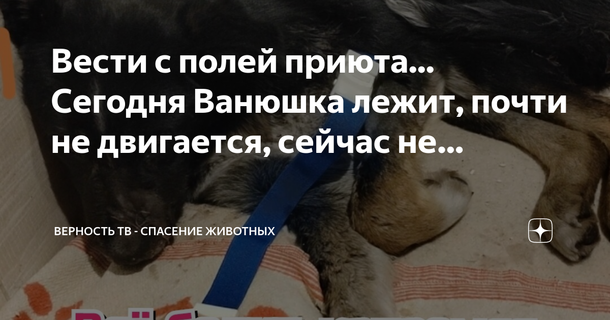 Верность тв спасение животных. Верность тв спасение животных. Верность тв спасение животных. Животные убивают людей новости. Верность тв спасение животных.