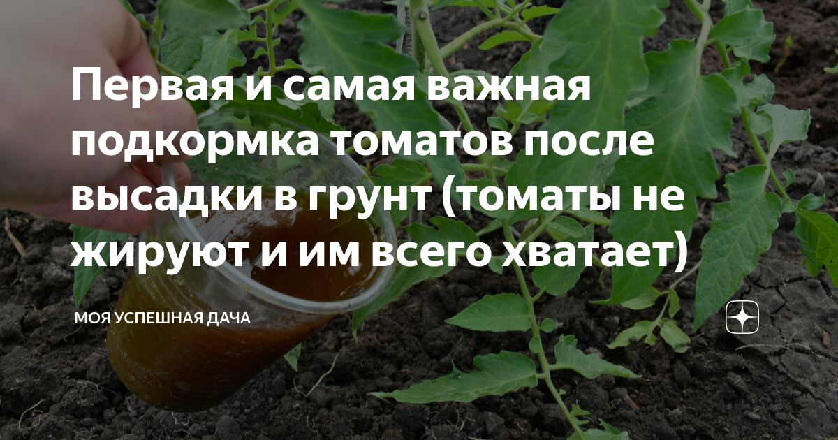 Чем подкормить помидоры после высадки. Удобрение для томатов. Подкормка для помидор. Подкормка томатов после высадки. Грунтовых томатов.