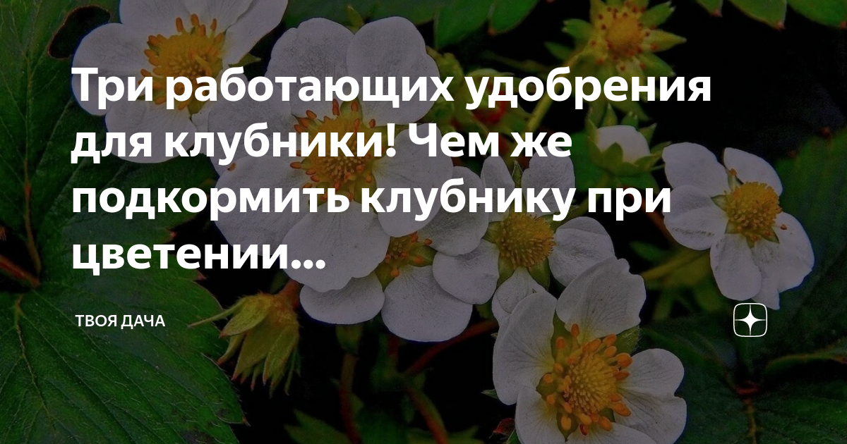 Удобрение для клубники при цветении. Удобрение для земляники. Комплексное удобрение для клубники. Удобрение для клубники клубника. Гуми-20 калийный.