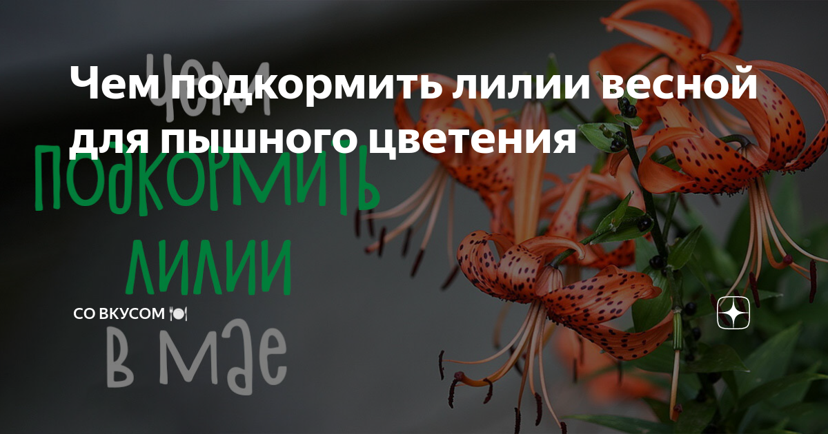 Чем весной подкормить лилии для пышного цветения. Чем подкормить лилии весной. Подкормить лилии в горшках. Чем удобрять лилии весной для пышного цветения в саду.