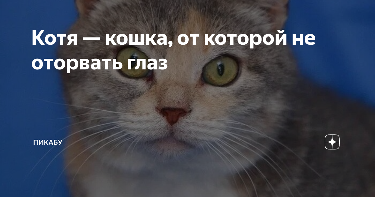 кошки. котя котенка. котя котенка. котя котенка.