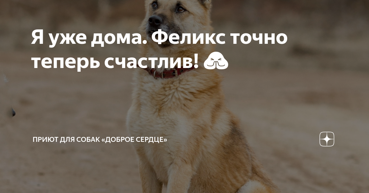 Я уже дома. Феликс точно теперь счастлив! 🙏 | Приют для собак «Доброе ...