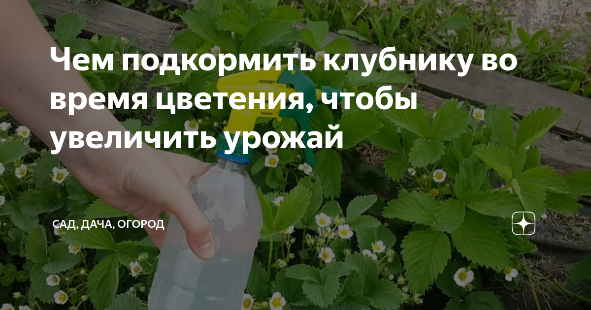 Подкормить клубнику после урожая. Пересадить клубнику весной на другое место. Как пересадить клубнику весной. Пересаживаем клубнику весной на новое место. Мужские и женские кусты клубники.