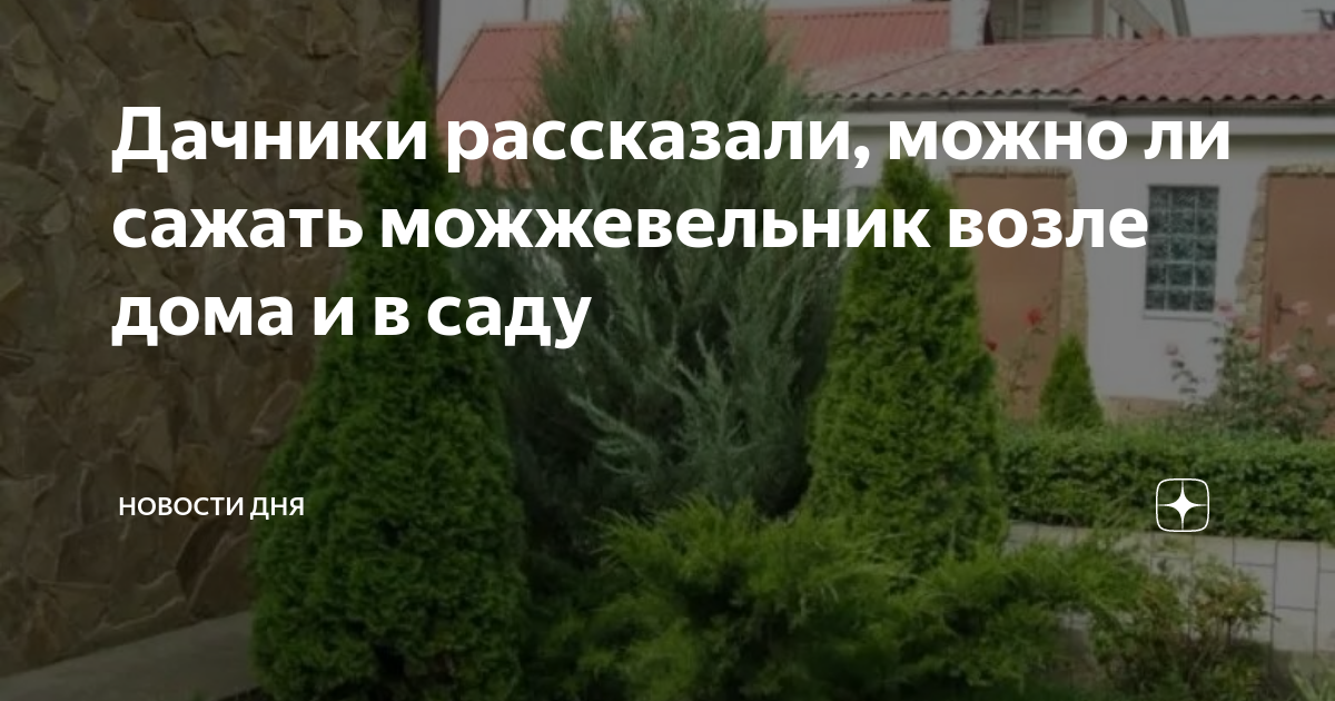 примета можжевельник возле дома. примета можжевельник возле дома. примета можжевельник возле дома. туя смарагд в рокарии. примета можжевельник возле дома.