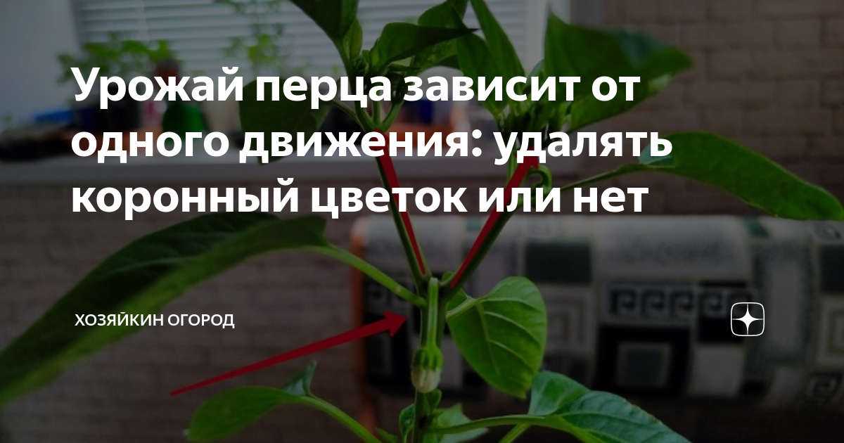 Дневник москвички - 2015 - Страница 16 - Дачные дневники 2015 - tomat-pomidor.co