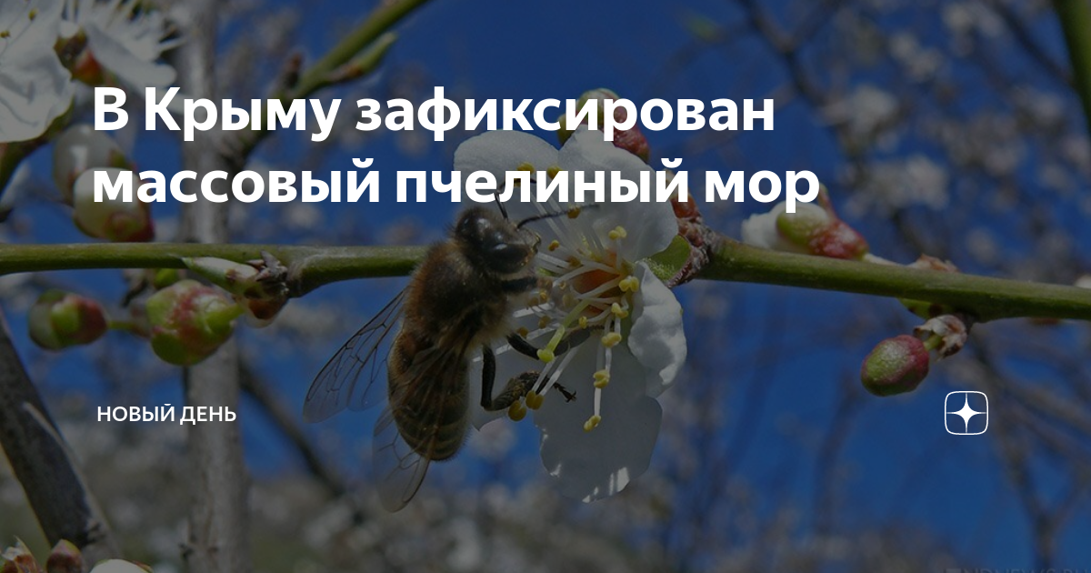 В Крыму зафиксирован массовый пчелиный мор | Новый День | Дзен