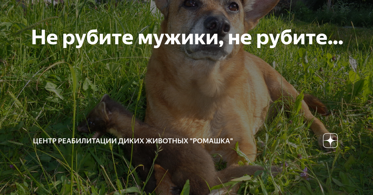 Незаконная рубка карикатура. Не рубите мужики. Картинка запрещающая запрет вырубки новогодних елей. Кармен не рубите мужики. Карикатуры новогодние смешные.