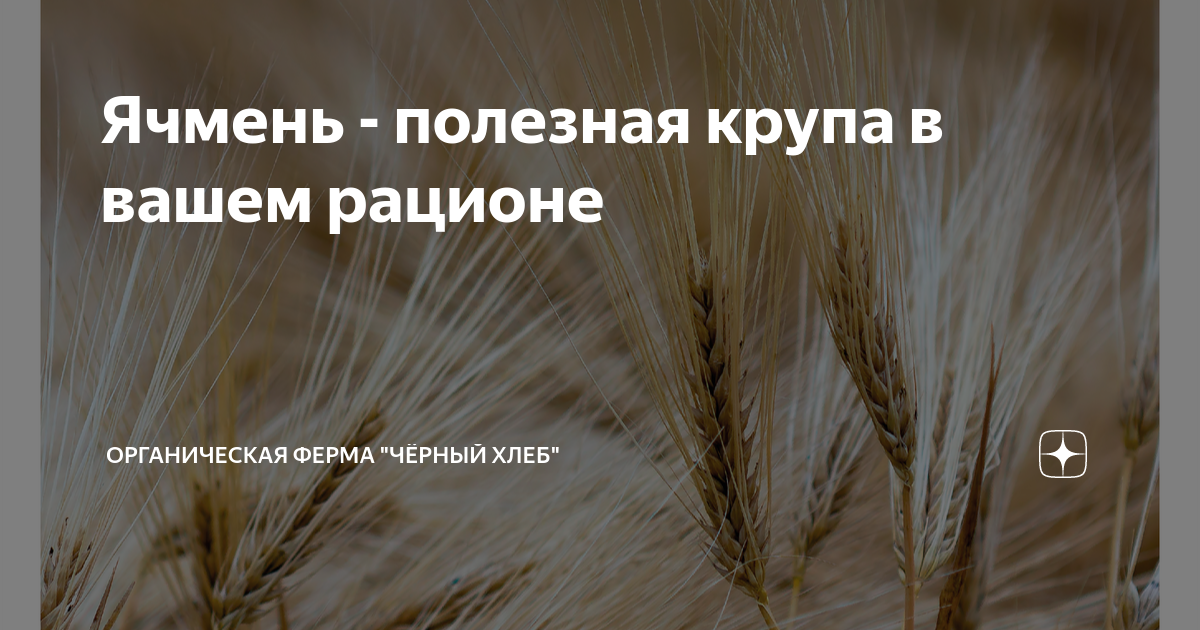 Ячмень - полезная крупа в вашем рационе | Органическая ферма "Чёрный ...