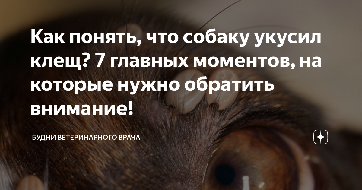 Как понять, что собаку укусил клещ? 7 главных моментов, на которые ...