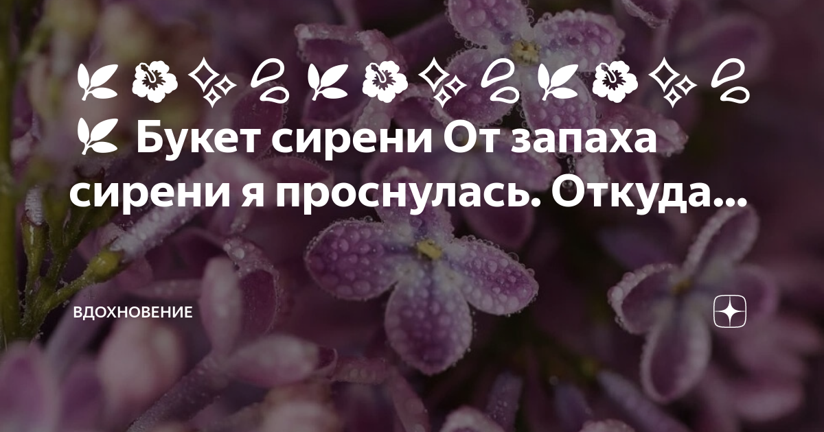 Песня запах сирени молли. Где взять сирень. Формула запаха сирени. Сирень проснулась и завяла. Характеристика пахнет сиренью.