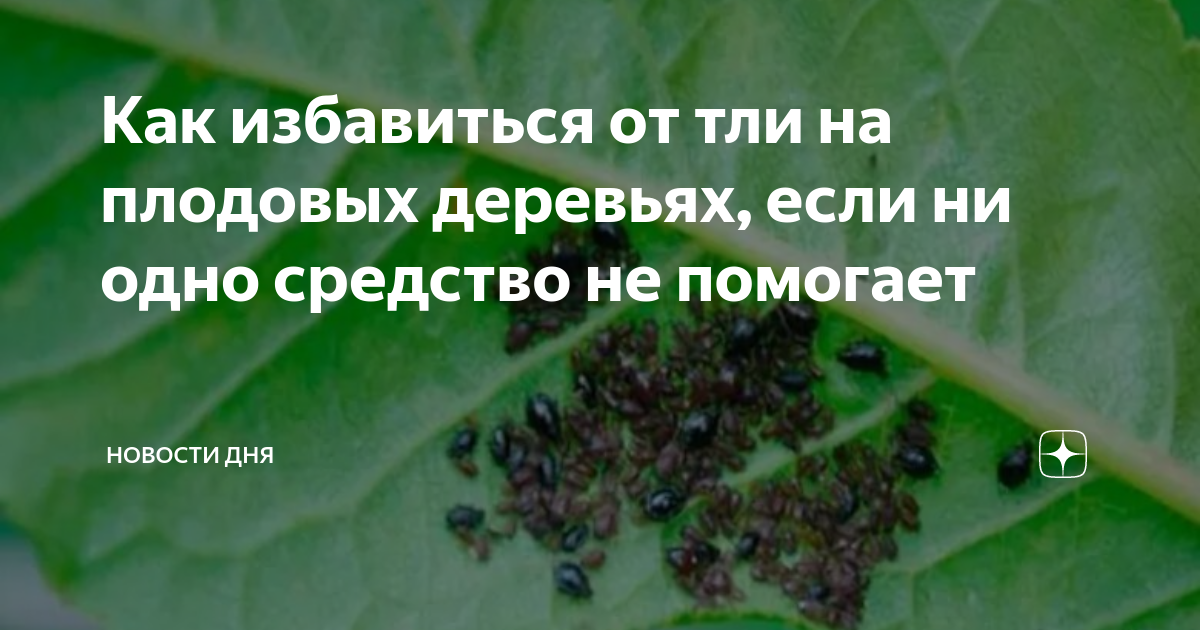 Обработка деревьев от тли. Обработка деревьев от тли во время цветения. Как избавиться от тли и муравьев на плодовых деревьях. От тли на деревьях чем обработать.