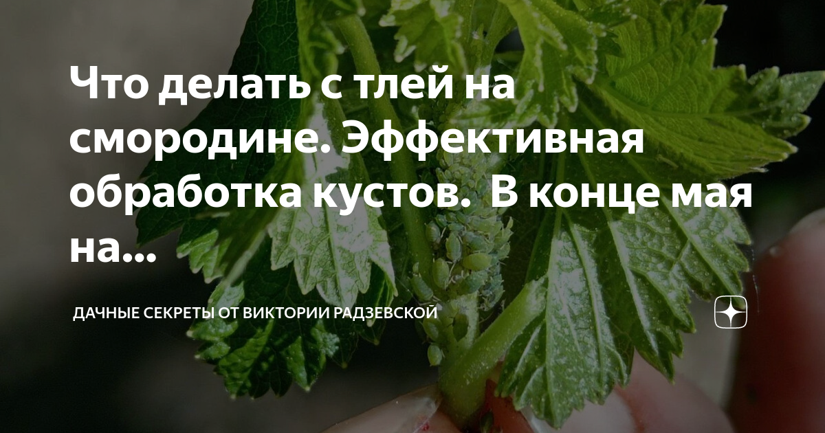 Что делать с тлей на смородине. Эффективная обработка кустов. В конце ...