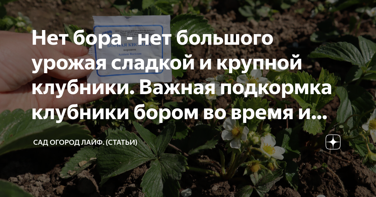 Чем полить клубнику когда она цветет. Подкормка клубники весной. Удобрение для клубники весной. Подкормка клубники в мае. Подкормка клубники весной для большого урожая